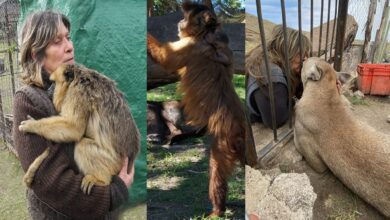 Photo of Desesperado pedido de ayuda de un centro de rescate de primates y pumas en Córdoba