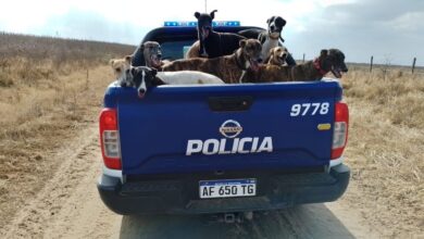 Photo of Detuvieron a 22 personas por caza ilegal con jauría: rescataron a 45 galgos