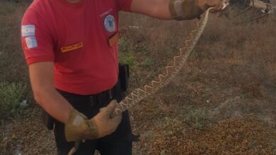 Photo of Encuentran una serpiente cascabel dentro de una casa en Córdoba