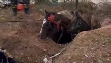 Photo of Rescataron a un caballo que había caído en un pozo negro