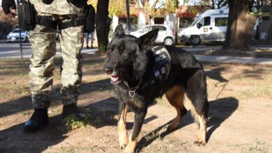 Photo of Luego de 8 años de carrera se jubiló Inca, la agente canina de las fuerzas penitenciarias