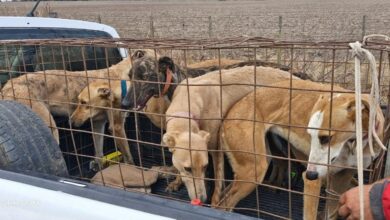 Photo of Detenidos por caza ilegal en jauría: rescataron a más 45 perros en Córdoba