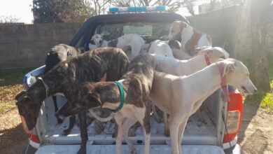 Photo of Caza ilegal con jaurías en Córdoba: 12 detenidos y 25 perros rescatados