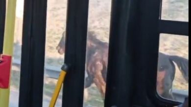 Photo of Buenos Aires: registran decenas de caballos que aparecieron corriendo entre los autos