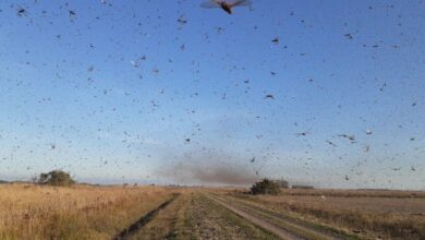 Photo of Córdoba: alertan por movimientos de langostas «sudamericanas» que llegarían a zonas urbanas