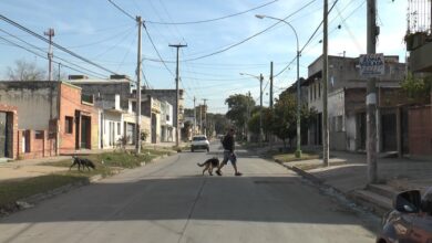 Photo of Córdoba: dos perros saltaron la reja de una casa y atacaron hasta matar al can de una mujer