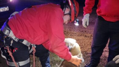 Photo of Rescataron un perro que había caído a un pozo de dos metros de profundidad