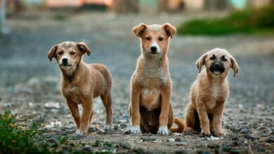 Photo of Día del Perro Callejero: simpáticos videos nos recuerdan millones de perros sin hogar