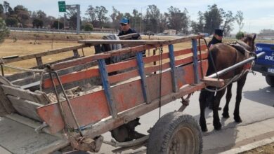 Photo of Rescataron a un caballo abandonado y lastimado en Villa Boedo