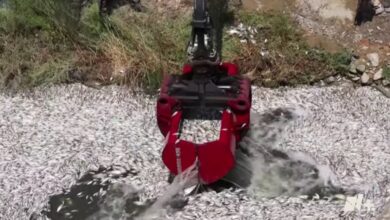 Photo of VIDEO: millones de peces muertos en el puerto de Volos