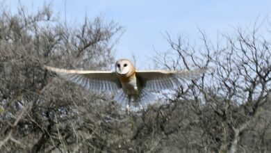 Photo of Liberaron 21 aves silvestres en La Calera