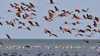 Photo of Realizan el «Censo de flamencos» en la Laguna Mar Chiquita