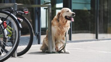 Photo of Un perro le ocasionó una fractura de tobillo en el estacionamiento del supermercado: deberán indemnizarla