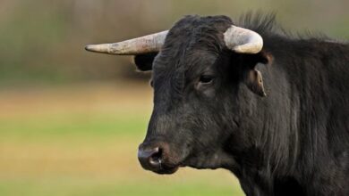 Photo of Un hombre murió tras ser embestido por un toro en Villa María