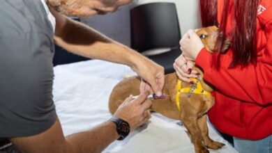 Photo of Campaña de vacunación gratuita contra la rabia para perros y gatos en Córdoba