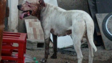 Photo of Un adolescente fue atacado por un pitbull y un dogo en Villa Allende