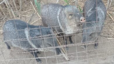 Photo of Detienen a un hombre que tenía un flamenco rosado y pecaríes en Córdoba