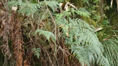 Photo of Descubrieron una especie de helecho en las Yungas del Parque Nacional Aconquija