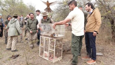 Photo of Reintroducen aves nativas en la Reserva Natural de la Defensa de Ascochinga