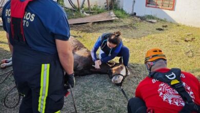 Photo of Caballo fue rescatado con una grúa tras caer a «pozo negro»