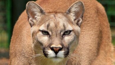 Photo of Polémica: en la Pampa de Achala cazan pumas con corderos como señuelo