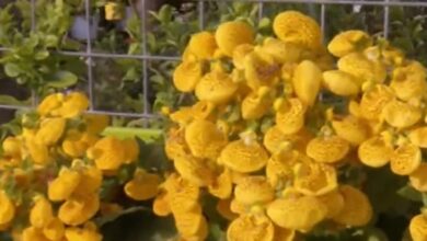 Photo of Se viene la primavera: ¿qué flores plantar en Córdoba?