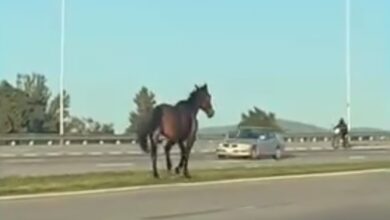 Photo of Peligro y temor por un caballo suelto en plena Circunvalación