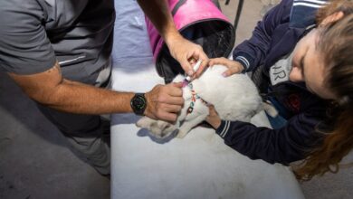 Photo of Córdoba: se viene la campaña de vacunación contra la rabia para perros y gatos