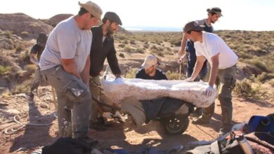 Photo of Hallan en Argentina los fósiles de un dinosaurio carnívoro gigante