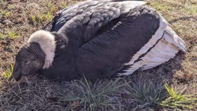 Photo of Pampa de Pocho: rescataron a un cóndor andino joven