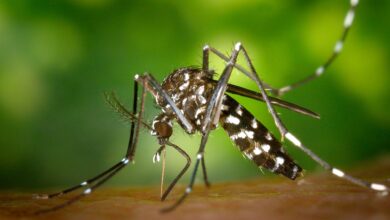 Photo of Súper Mosquitos: Descubren mutación genética que los hace resistentes a insecticidas