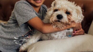 Photo of Córdoba: abren una búsqueda de familia adoptiva para un niño de nueve años