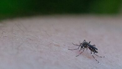 Photo of Dengue: cómo son los modelos predictivos para evitar saturaciones en el sistema de salud