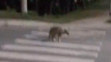 Photo of Córdoba: la imagen de un falso canguro despertó la alarma en Sierras Chicas