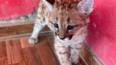 Photo of Rescataron a una cría de puma en San Francisco del Chañar