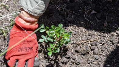 Photo of Restauración ambiental: Córdoba presentó un protocolo posfuego