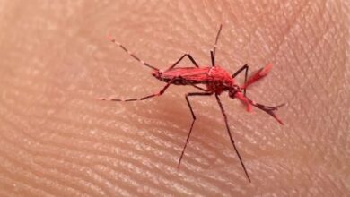 Photo of Mendoza liberó 10 mil mosquitos rojos estériles para combatir el dengue