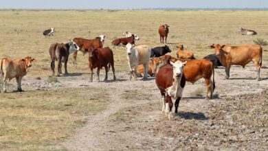 Photo of Productores ganaderos en crisis por «la baja estrepitosa del consumo»