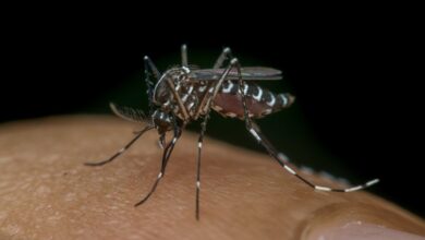 Photo of El aumento de casos de dengue se adelantó 13 semanas: ¿Cuándo llegan las vacunas a las farmacias de Córdoba?