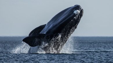 Photo of Conmoción por el hallazgo de 21 ballenas muertas en Puerto Madryn