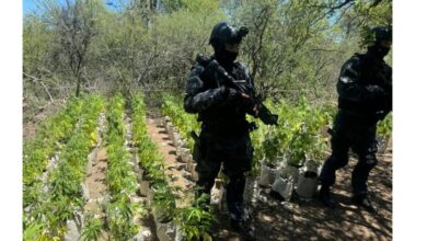 Photo of Córdoba: La FPA desmanteló un vivero de marihuana en Paso Viejo