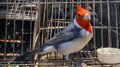 Photo of Allanamientos en viviendas de Córdoba: recuperaron 29 aves en cautiverio