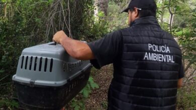 Photo of Más de 100 animales recibieron el alta sanitaria y fueron liberados en Punilla y Cruz del Eje