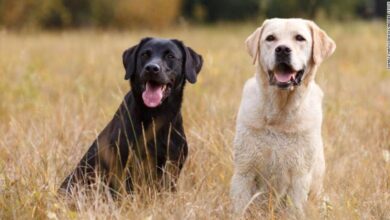 Photo of Consejos para que tu mascota no sufra con la pirotecnia