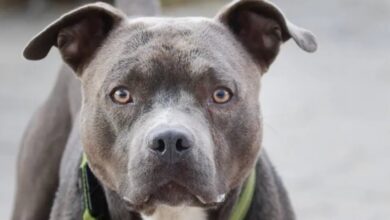 Photo of Un pitbull atacó y mató a una caniche en una plaza de San Francisco