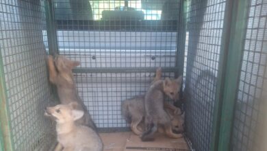 Photo of Rescataron a cinco cachorros de zorro gris de una cochera en Córdoba