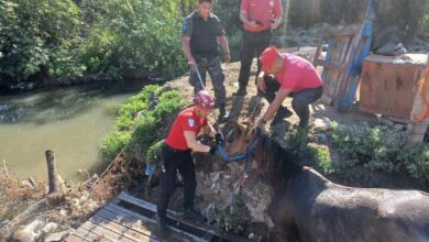 Photo of Córdoba: un caballo fue rescatado tras caer en un canal