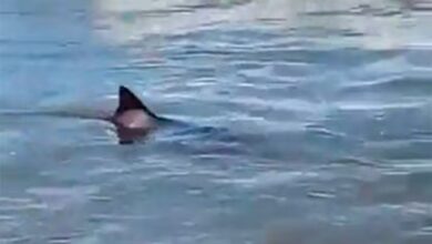 Photo of Un tiburón apareció en Mar del Plata y asustó a los turistas