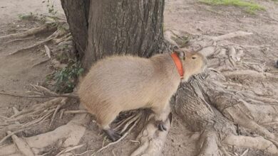 Photo of Un carpincho y dos aves: tres procedimientos en Córdoba para resguardar animales silvestres