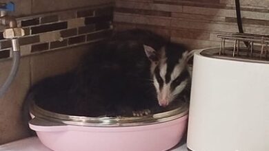 Photo of Hallan una comadreja en la cocina de una vivienda en Córdoba